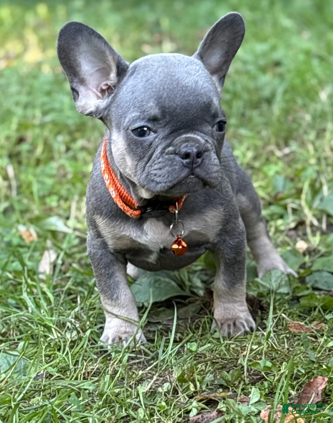 French Bulldog dogs for sale: PEE WEE - Ad 7