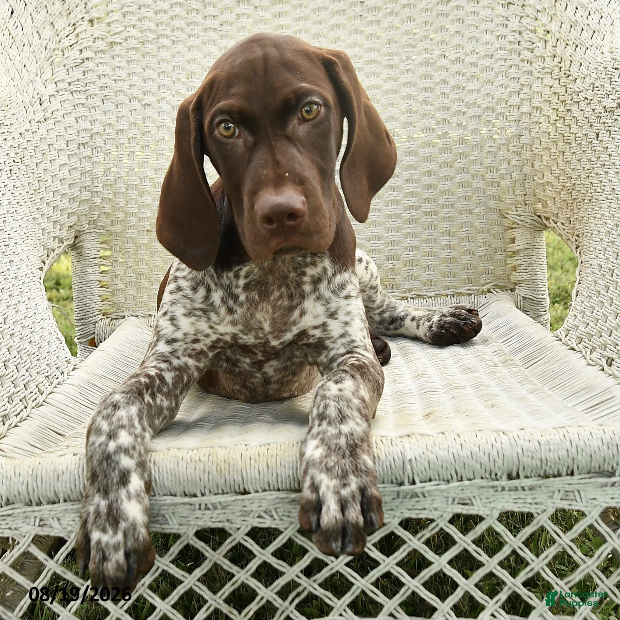 German Shorthaired Pointer dogs Dusty - Ad 2