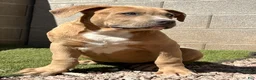American Bully dogs for sale: KANO - Ad 4
