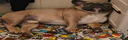French Bulldog dogs for sale: Taz - Ad 6