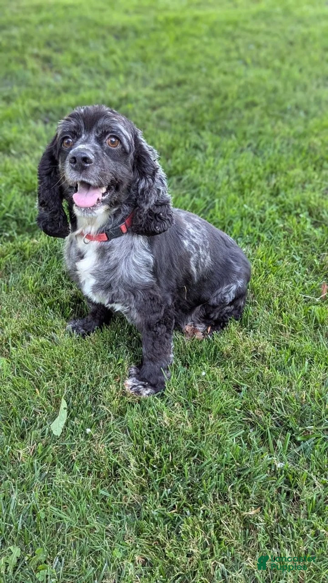 Cocker Spaniel dogs for sale: Cocker Spaniel Puppy 3 - Ad 11