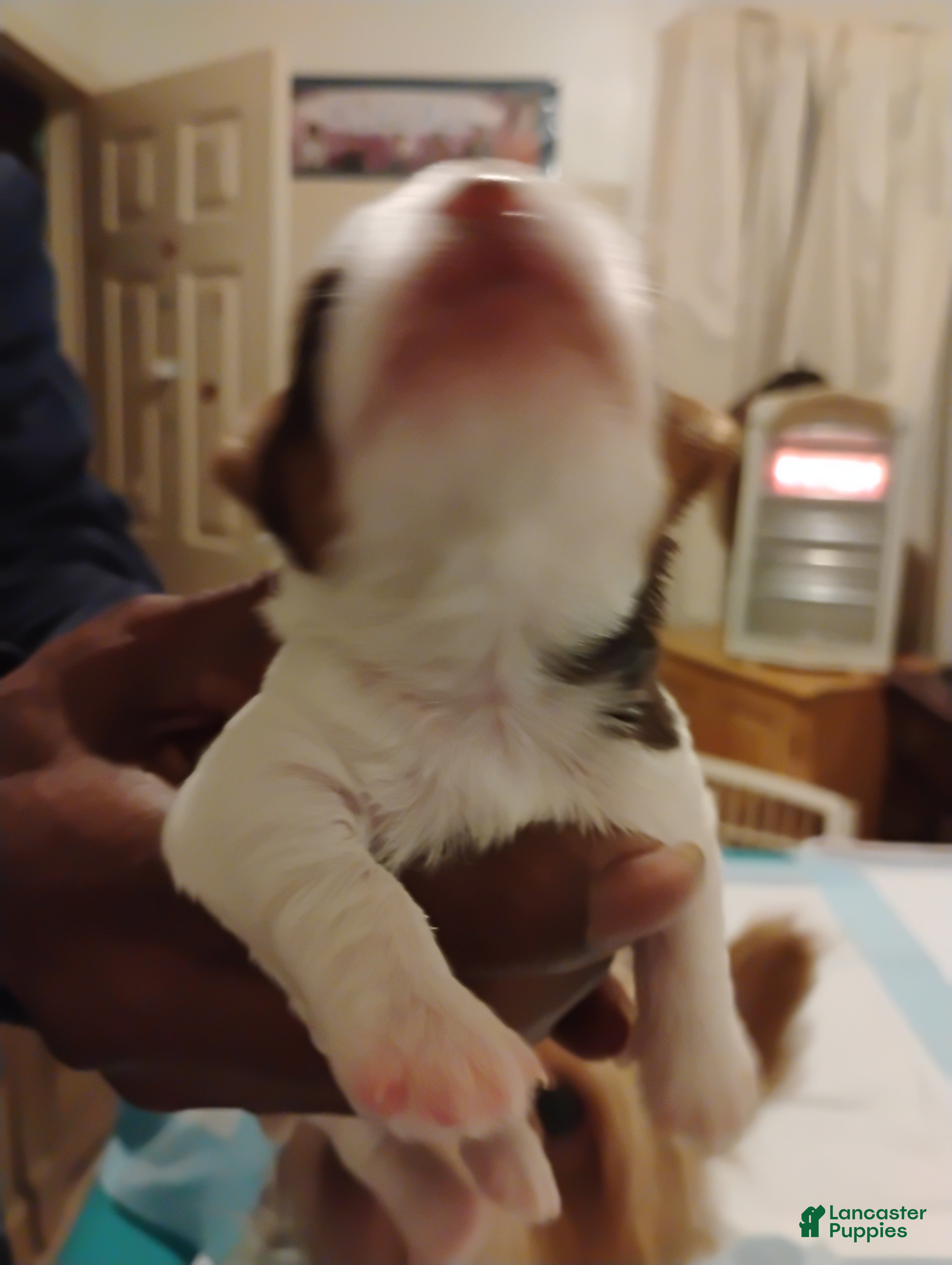 Biewer Terrier dogs Biewer Terrier Puppy 4 - Ad 28