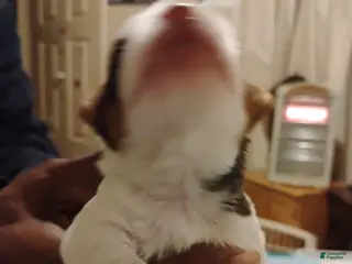 Biewer Terrier dogs Biewer Terrier Puppy 4 - Ad 28