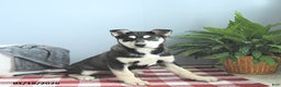 Siberian Husky dogs for sale: King - Ad 3