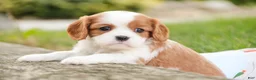 Cavalier King Charles Spaniel dogs for sale: Evie - Ad 3