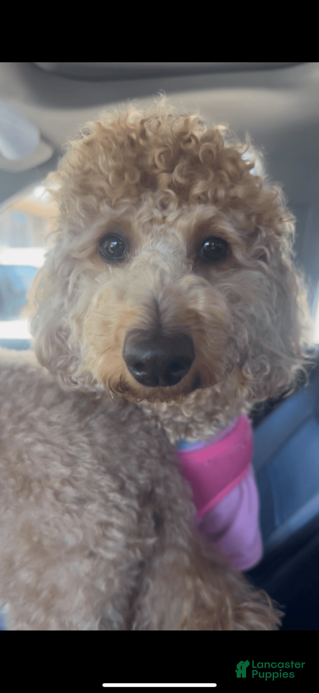 Toy Poodle dogs for sale: Rainer  - Ad 8