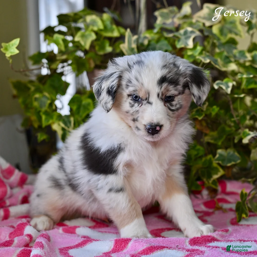 Australian Shepherd dogs for sale: Jersey - Ad 4