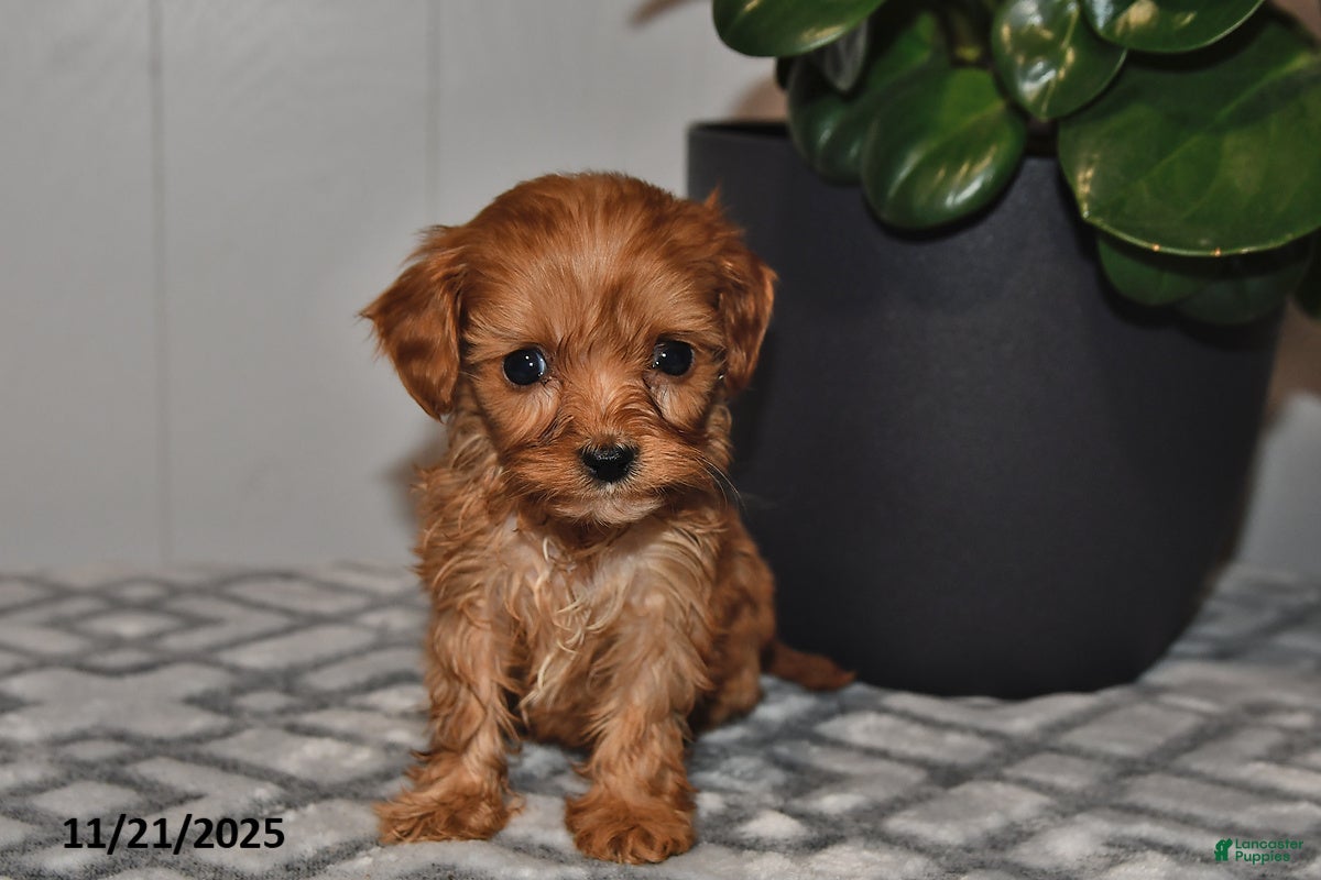 Cavapoo dogs Violet - Ad 2