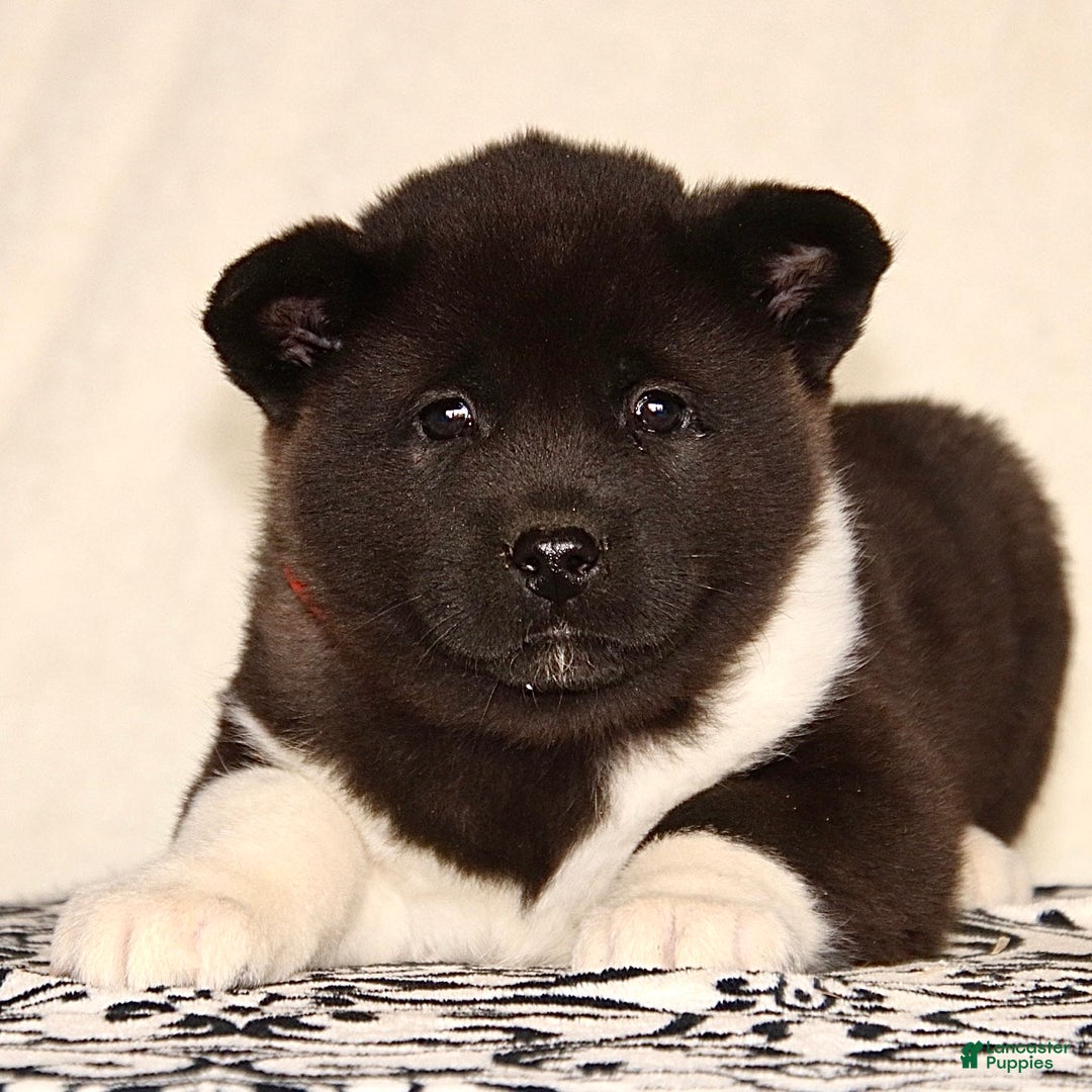 Akita dogs for sale: Allie  - Ad 1