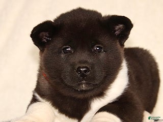 Akita dogs Allie - Ad 14