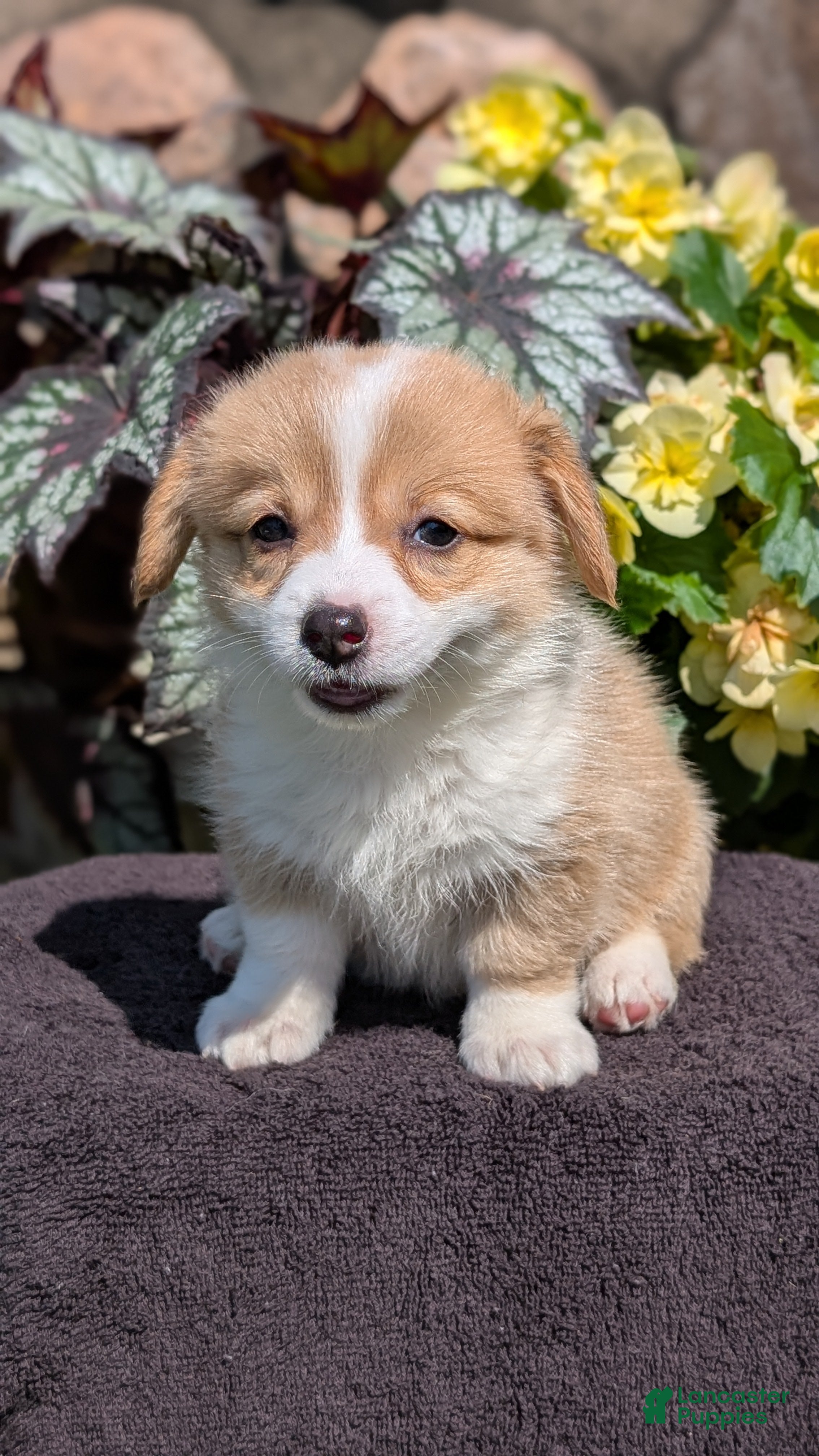 Nala, Pembroke Welsh Corgi