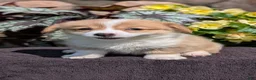 Welsh Corgi Pembroke dogs for sale: Nala - Ad 5