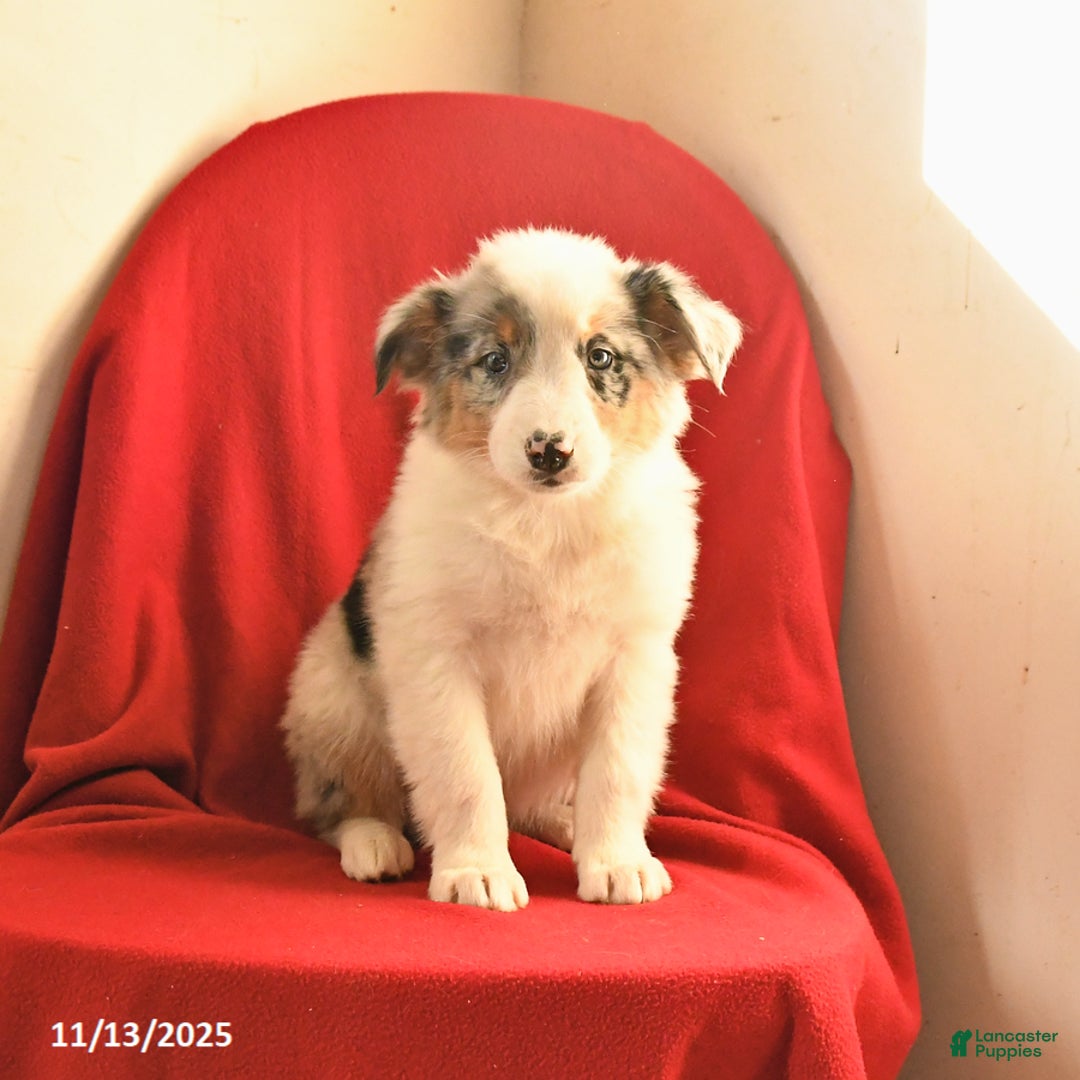 Australian Shepherd dogs for sale: Coconut - Ad 2