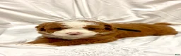 Mini Bernedoodle dogs for sale:  Sophie - Ad 1