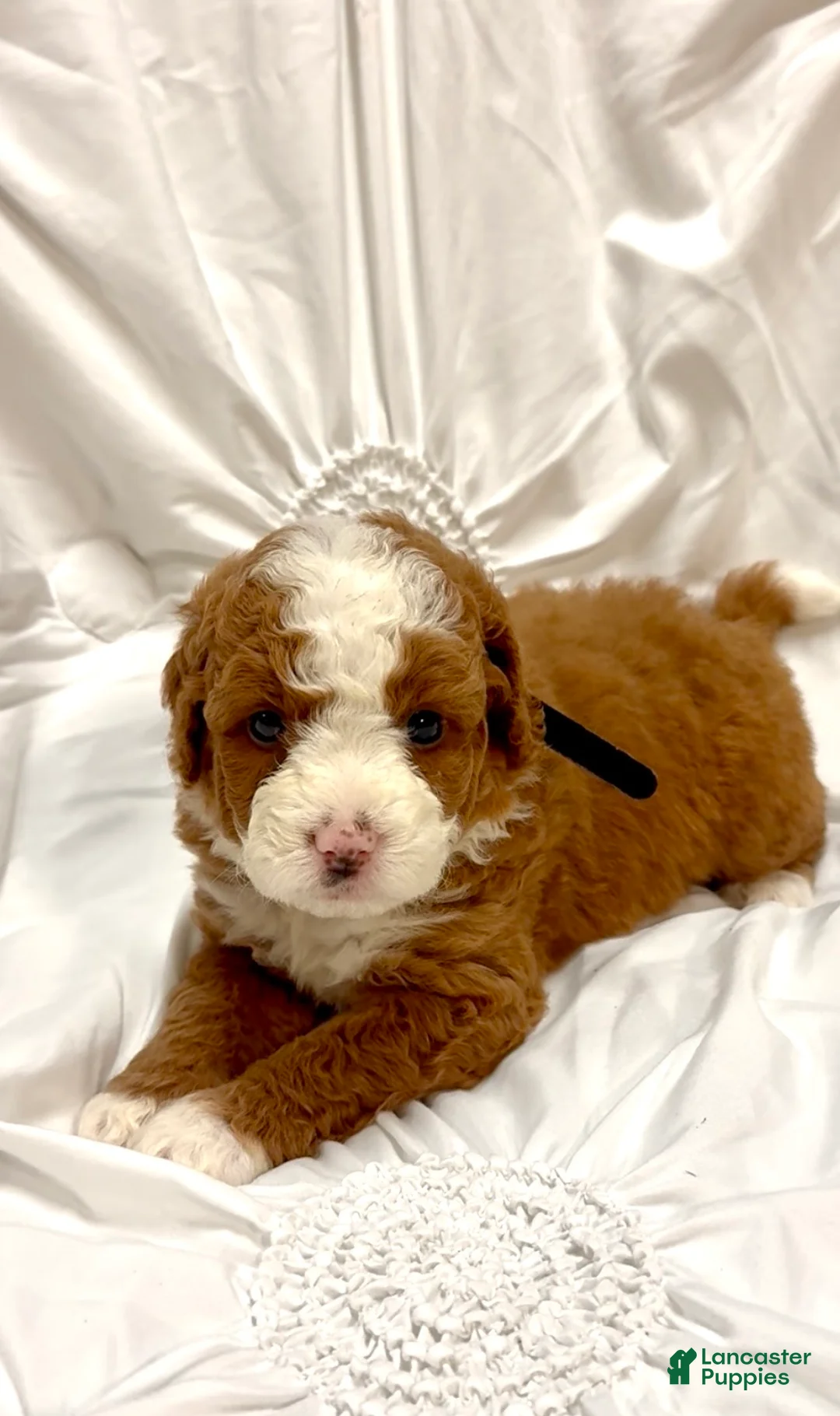 Mini Bernedoodle dogs for sale:  Sophie - Ad 1