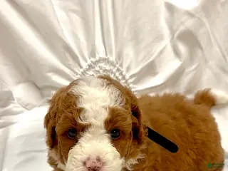 Mini Bernedoodle dogs Sophie - Ad 37