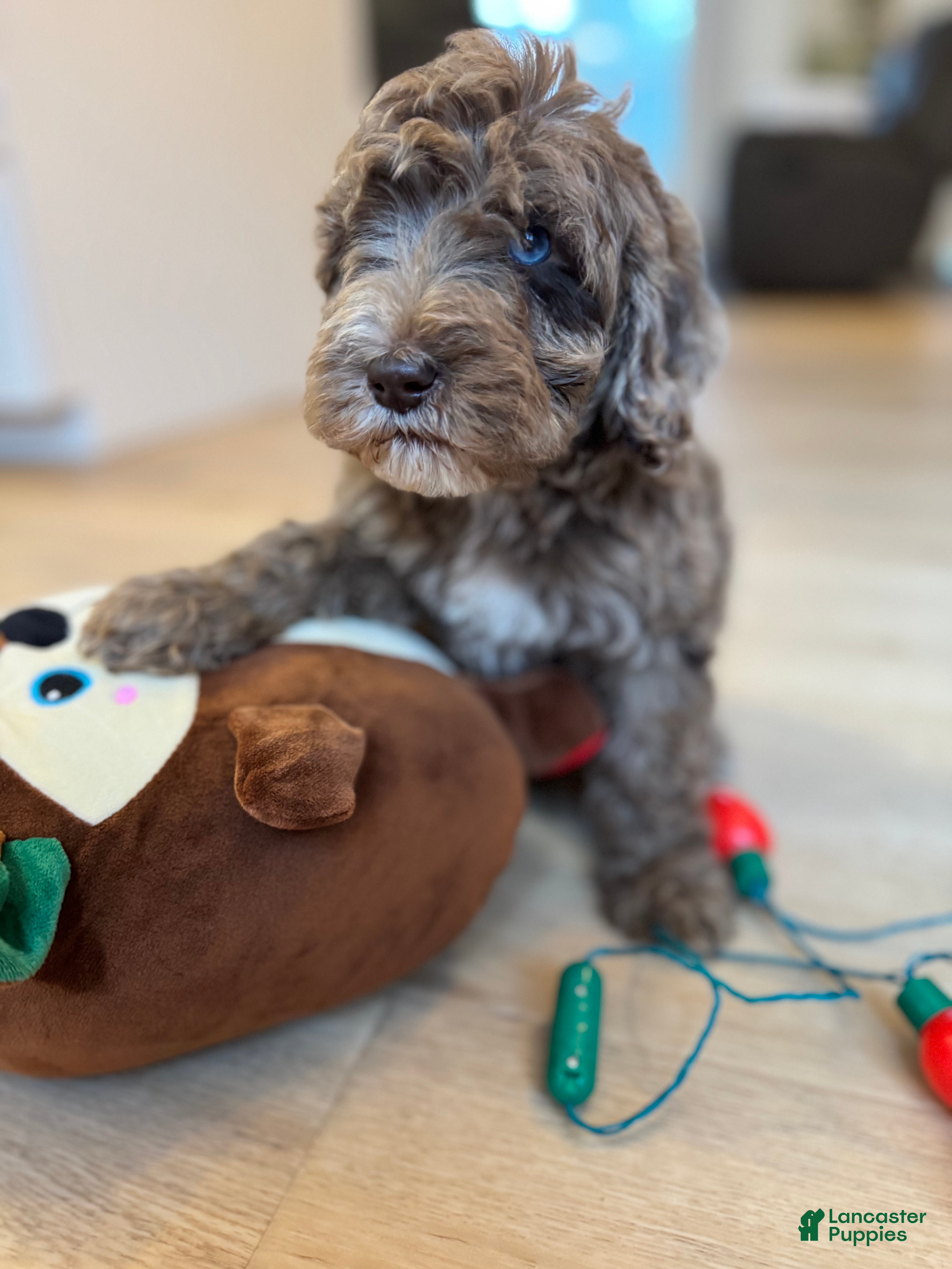 Mini Goldendoodle dogs Milo - Ad 23