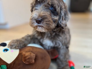 Mini Goldendoodle dogs Milo - Ad 10