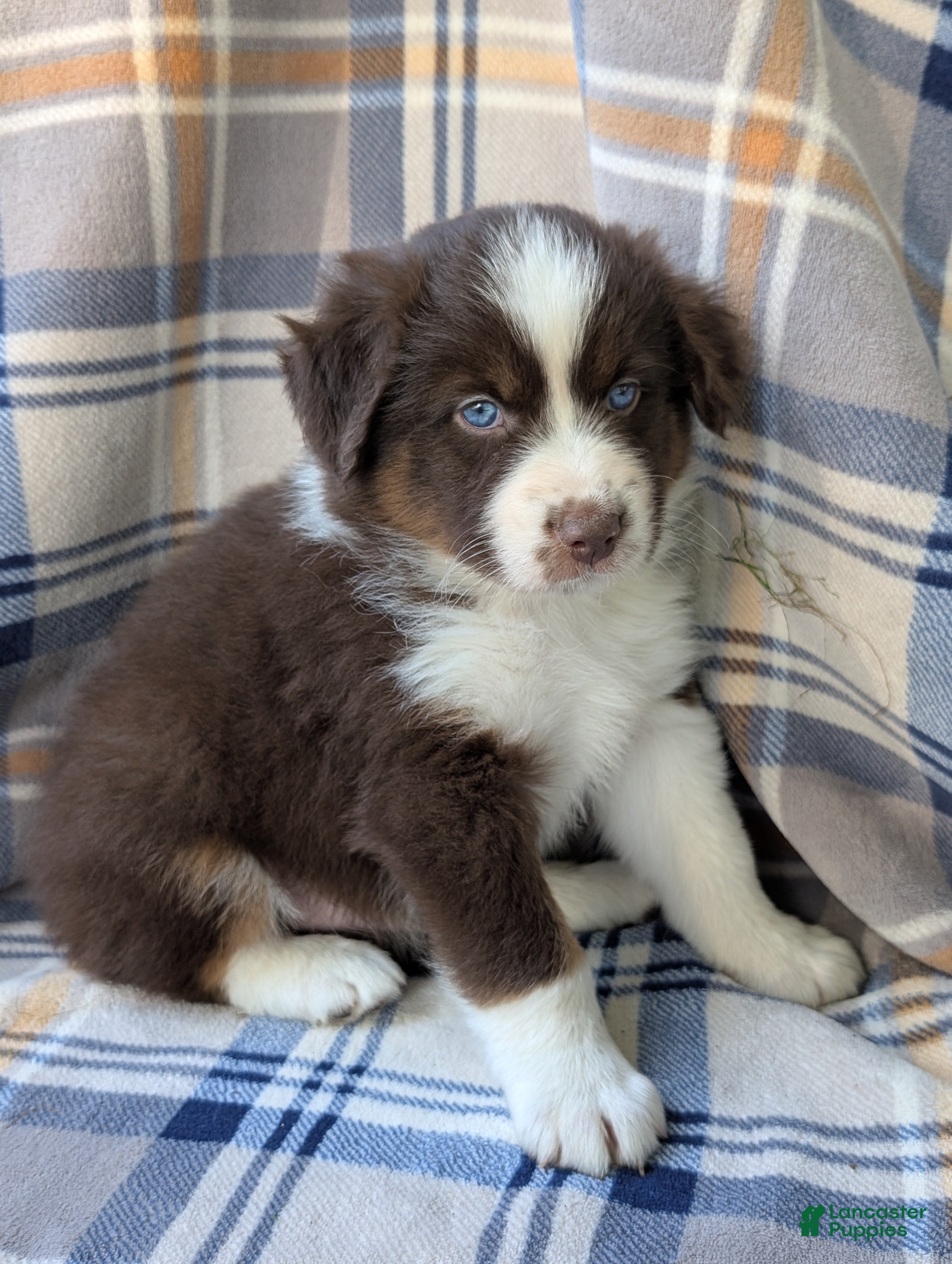 Australian Shepherd dogs for sale: Blitz - Ad 2