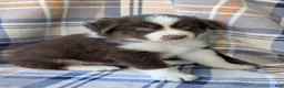 Australian Shepherd dogs for sale: Blitz - Ad 1