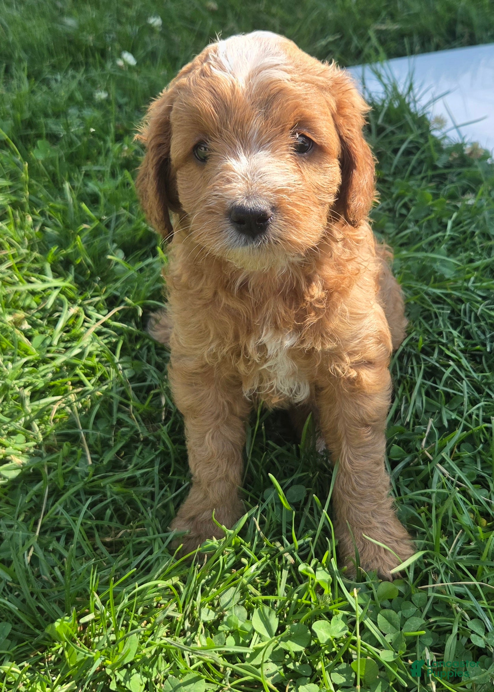 Cavapoo dogs Scout - Ad 1