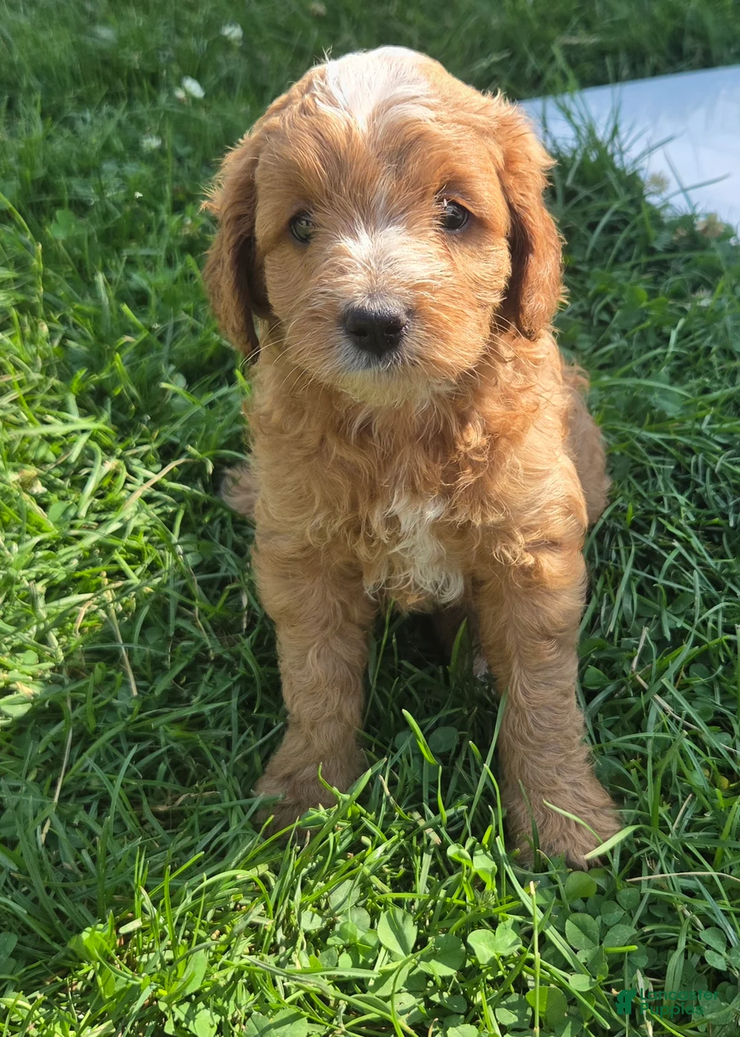 Cavapoo dogs for sale: Scout - Ad 1