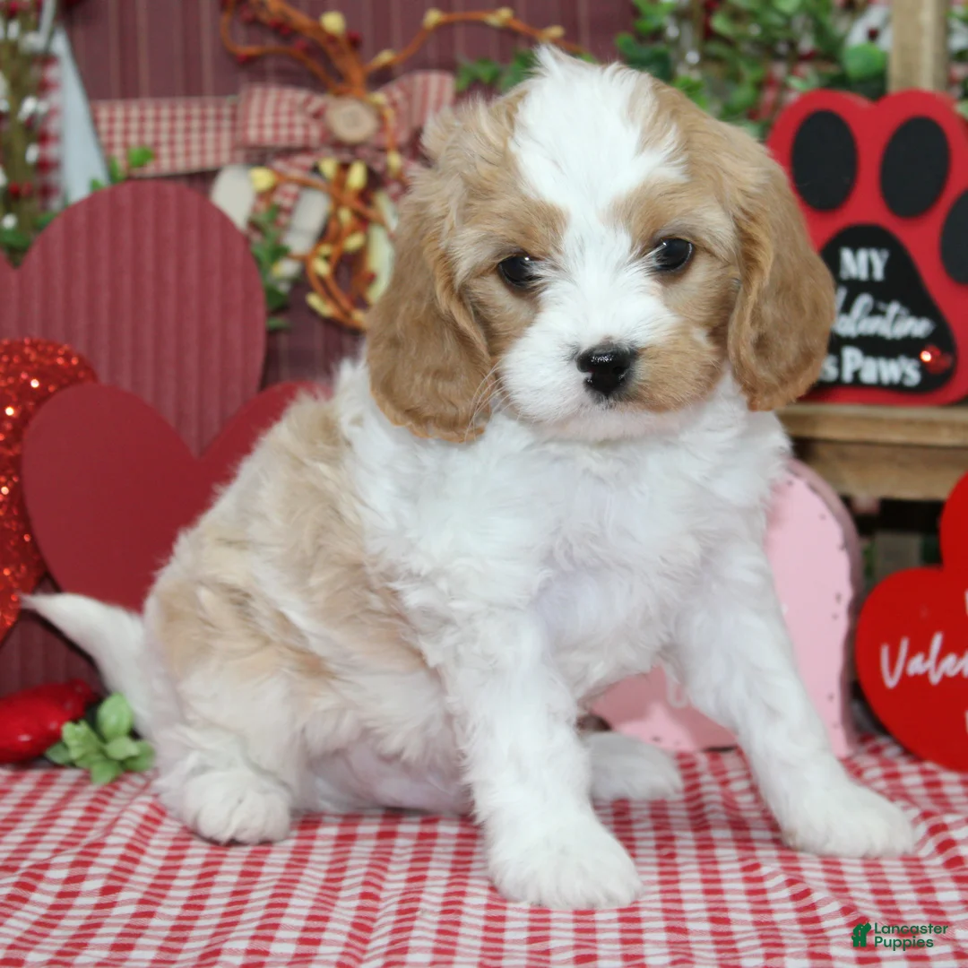 Cavapoo dogs for sale: Reuben - Ad 2