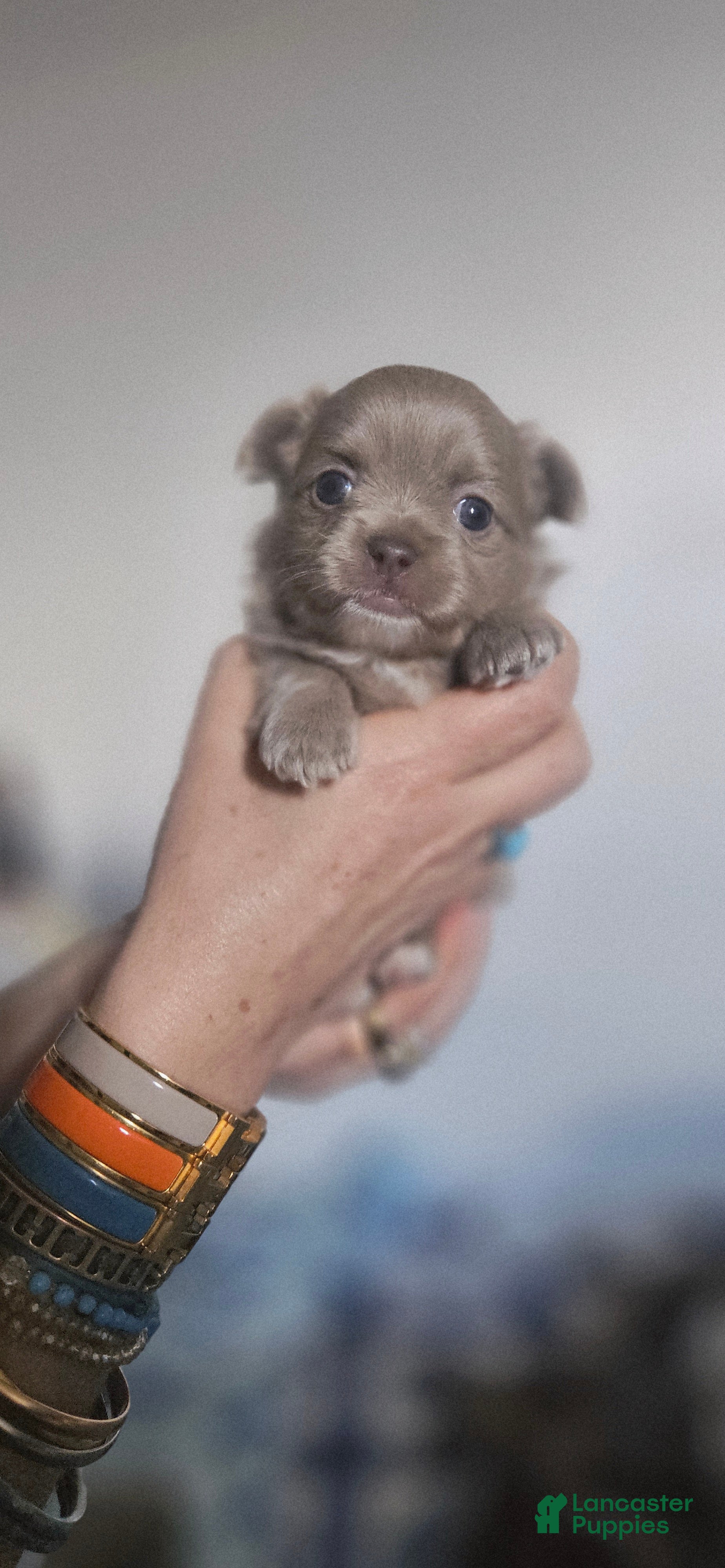 Chihuahua dogs AKC Lilac Boy #1 - Ad 1