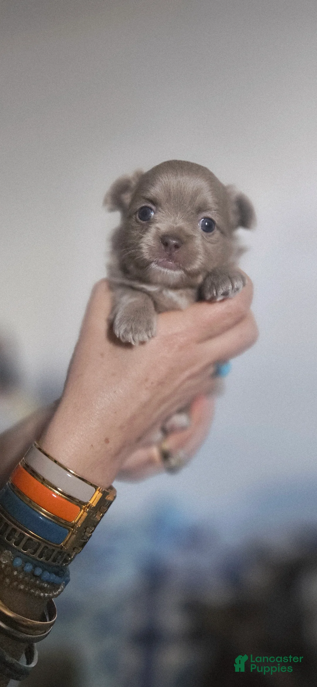 Chihuahua dogs for sale: AKC Lilac Boy #1 - Ad 1