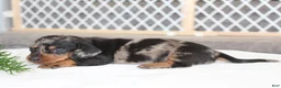 Miniature Dachshund dogs for sale: Olivia - Ad 3