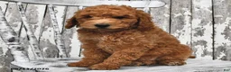 Goldendoodle dogs for sale: Becky - Ad 10