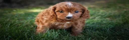 Cavapoo dogs for sale: Kristina   - Ad 8