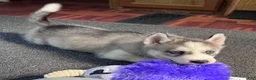 Siberian Husky dogs for sale: Suppy AKC - Ad 7