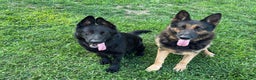 German Shepherd dogs for sale: German Shepherd Puppy 3 - Ad 3