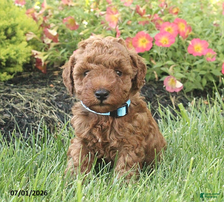 Miniature Poodle dogs Remington - Ad 1