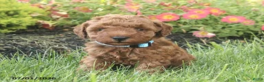 Remington