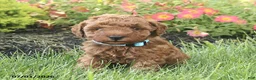 Miniature Poodle dogs for sale: Remington - Ad 1