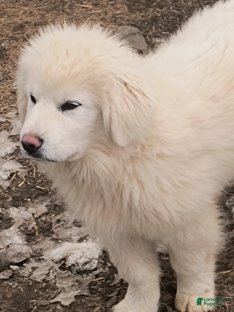 Great Pyrenees dogs Great Pyrenees Puppy 5 - Ad 1