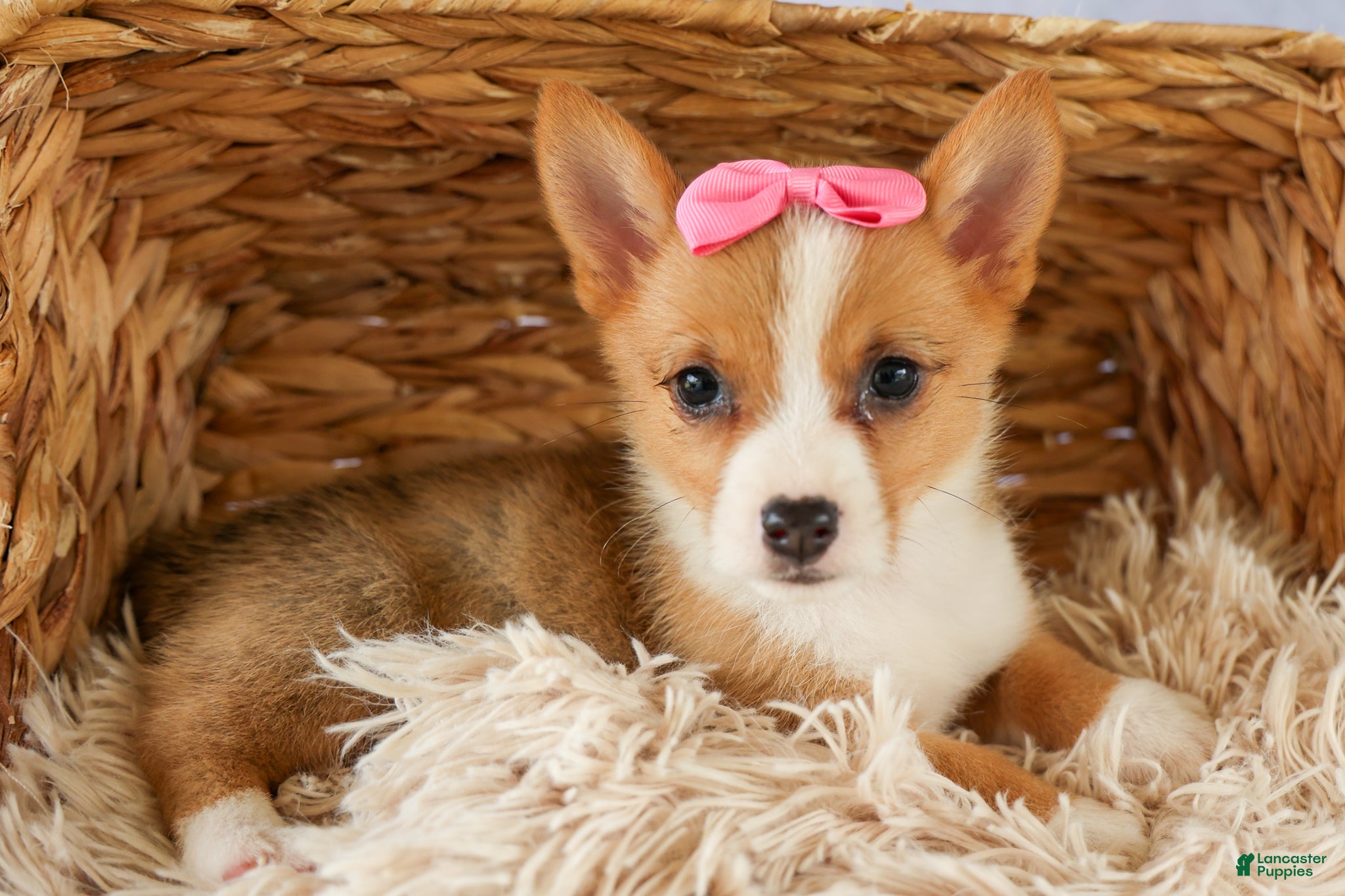 Welsh Corgi Pembroke dogs Yara ❤️ - Ad 2