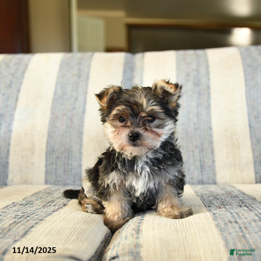 Morkie dogs for sale: Frankie - Ad 3