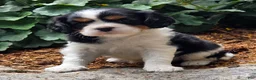 Cavalier King Charles Spaniel dogs for sale: Peony - Ad 1