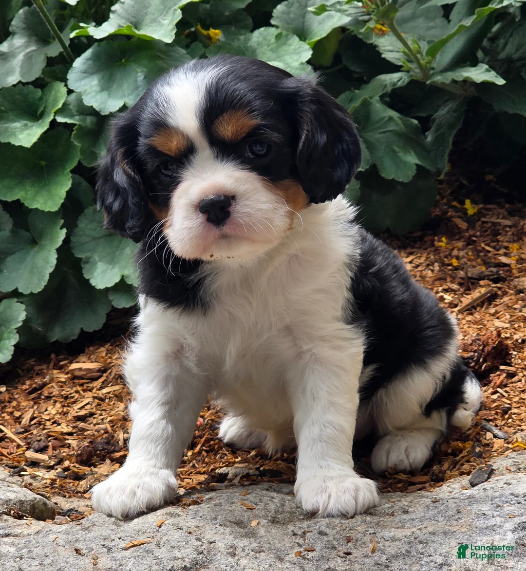Cavalier King Charles Spaniel dogs for sale: Peony - Ad 1