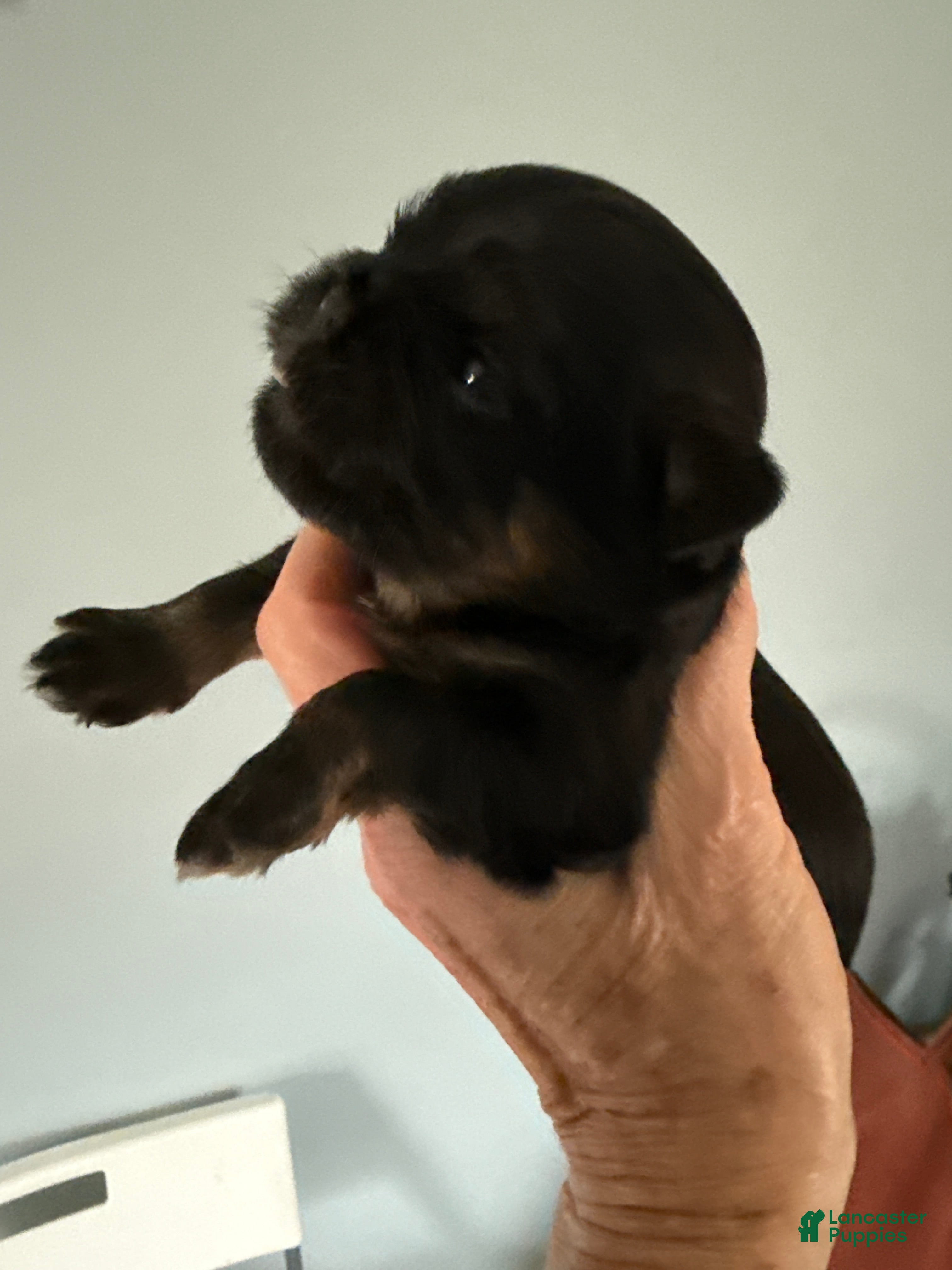 Brussels Griffon dogs Calvin - Ad 4