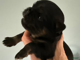 Brussels Griffon dogs Calvin - Ad 3