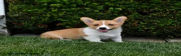 Welsh Corgi Pembroke dogs for sale: Pearl - Ad 1