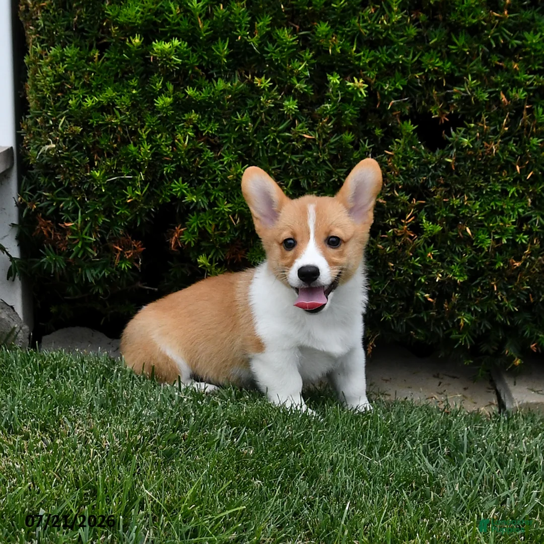 Welsh Corgi Pembroke dogs for sale: Pearl - Ad 1