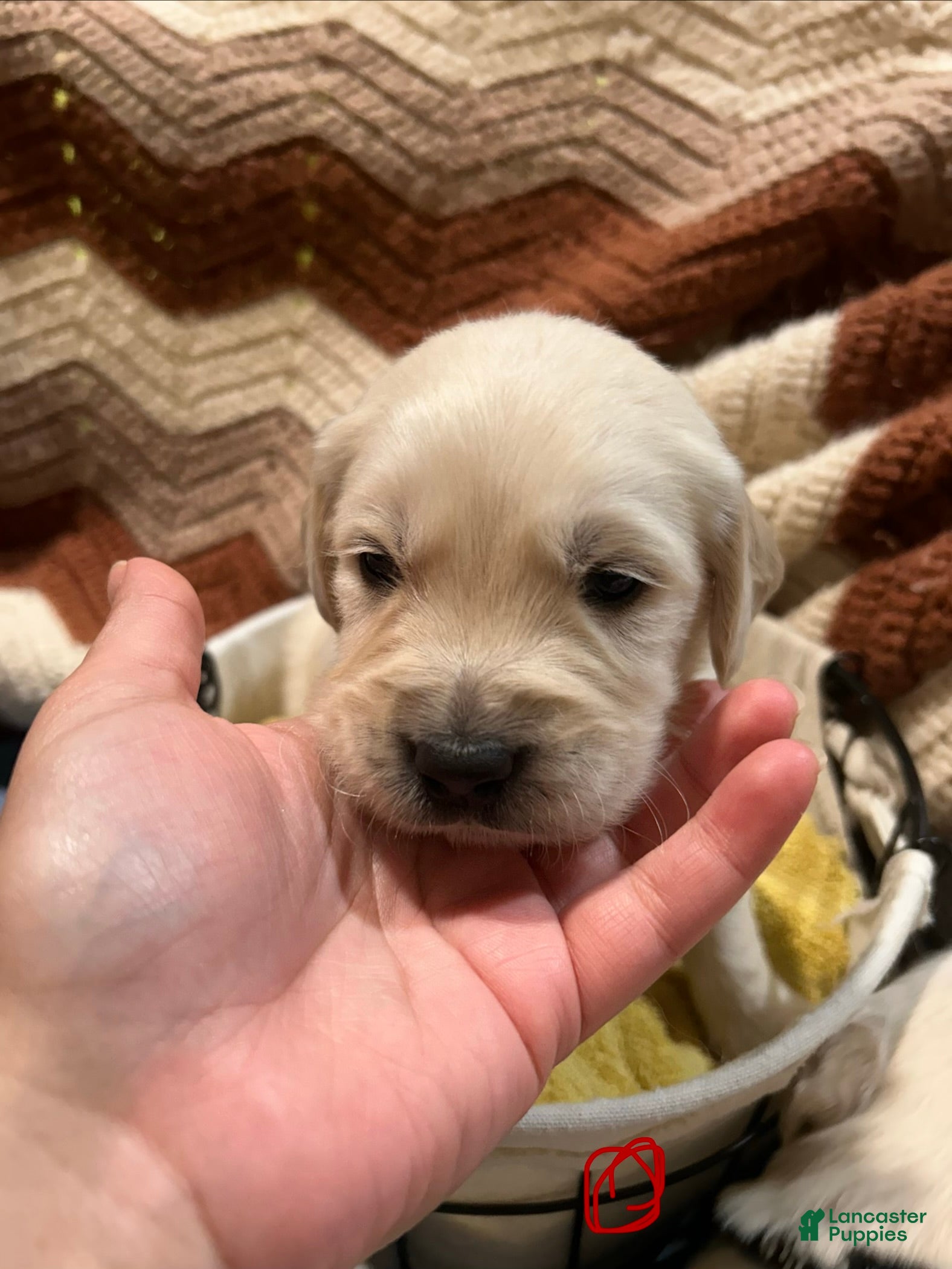Golden Retriever dogs for sale: Red collar- Hercules  - Ad 1