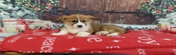 Welsh Corgi Pembroke dogs for sale: Welsh Corgi Pembroke Puppy 3 - Ad 4