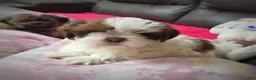 Shih Tzu dogs for sale: Little Baby Boy 💙 - Ad 13