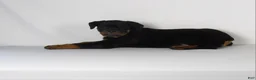 Rottweiler dogs for sale: Rottweiler Puppy 7 - Ad 8